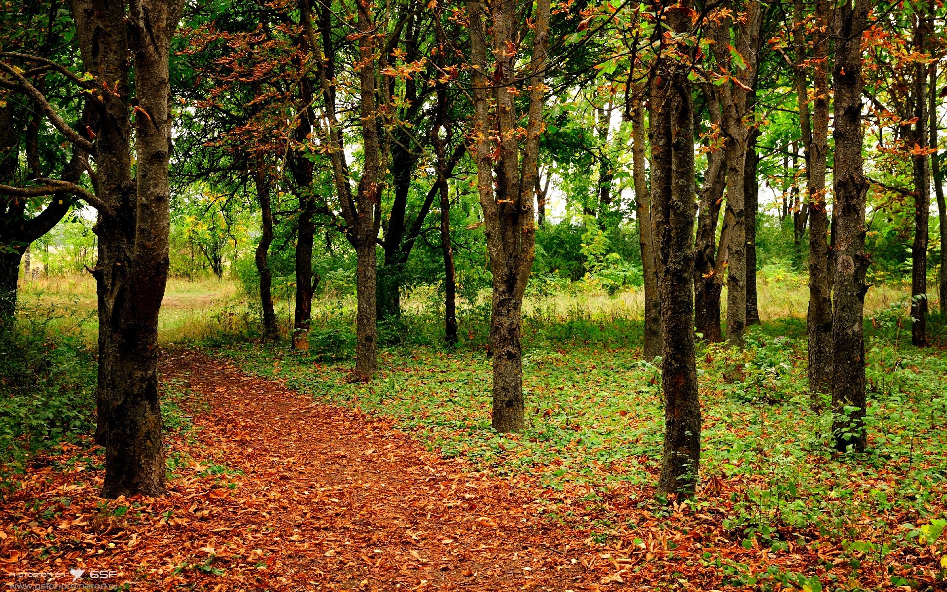 悉尼FC失利连连，晋级希望渺茫，悉尼fc对阵西悉尼流浪者预测