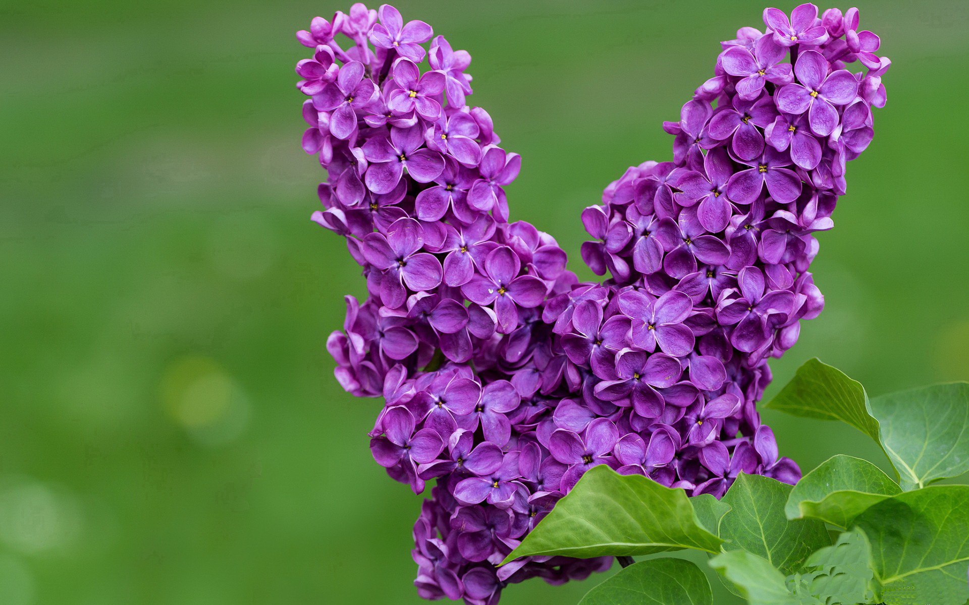 米兰体育APP官网-湖人连胜登巅峰，詹姆斯必杀发威联防战术精彩绝伦，詹姆斯湖人揭幕战