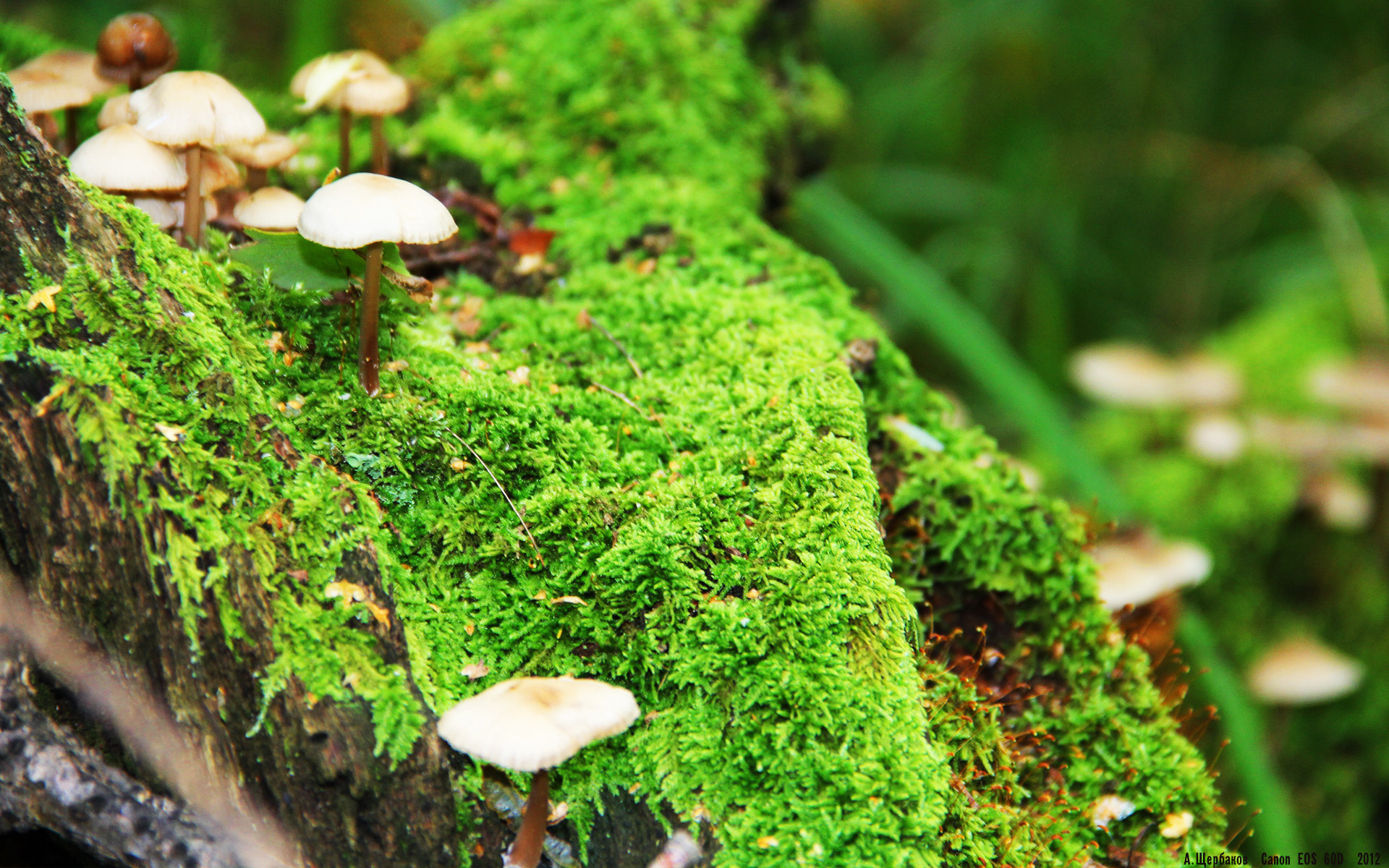 球员技术短板是否能通过战术弥补,球员技巧首次不建议使用