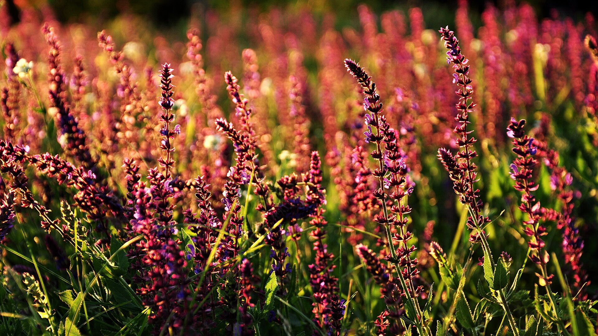 张雨霏被评为亚洲最具影响力泳手,游泳选手张雨霏个人资料